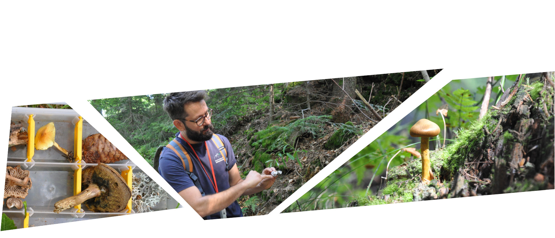Collage aus drei Bildern: ein Kasten mit verschiedenen Pilzen, Ein Mann im T-shirt schaut vor einem Waldhintergrund auf einen Pilz in seiner Hand, ein Pilz in einer grünen Umgebung. Fotos: Nina Blazon