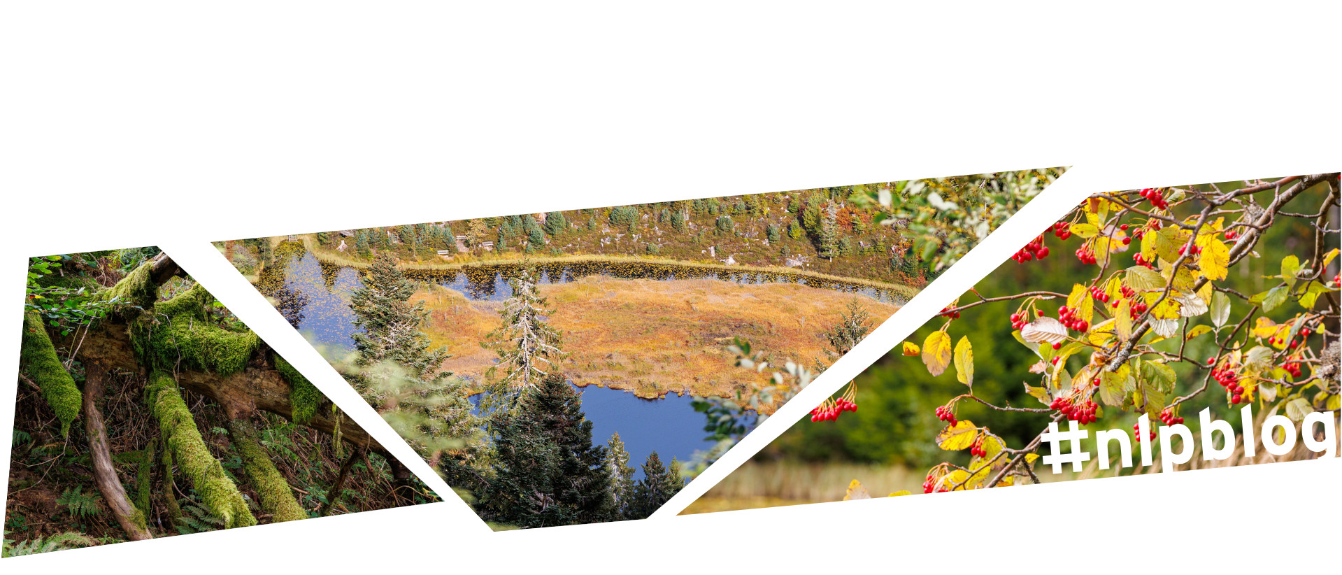 Collage aus drei Bildern: Moosbewachsener Stamm, Blick auf herbstlichen See, rote Beeren am Wegesrand. Fotos: Andreas Forch