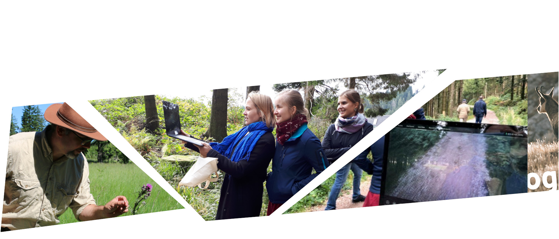Puzzle-Bild, dass Forscherinnen und Forscher bei der Arbeit in der Natur zeigt. Fotos: Anne Kobarg, Susanne Berzborn, Eyetracking-Aufnahme