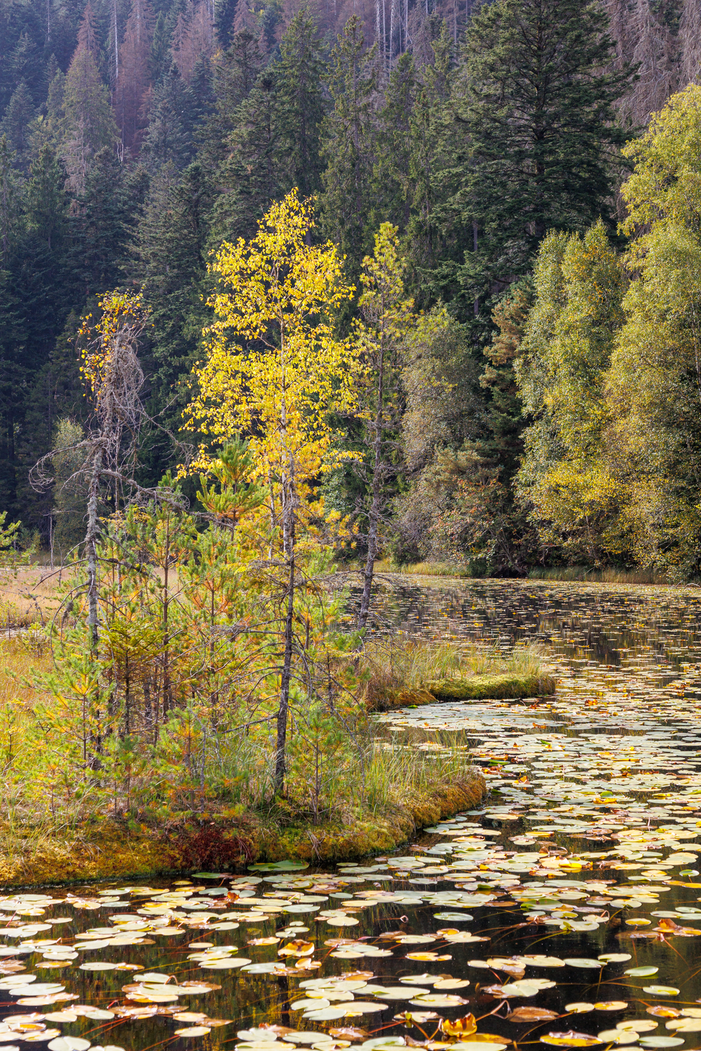 Seerosen auf einem Waldsee. Foto: Andreas Forch