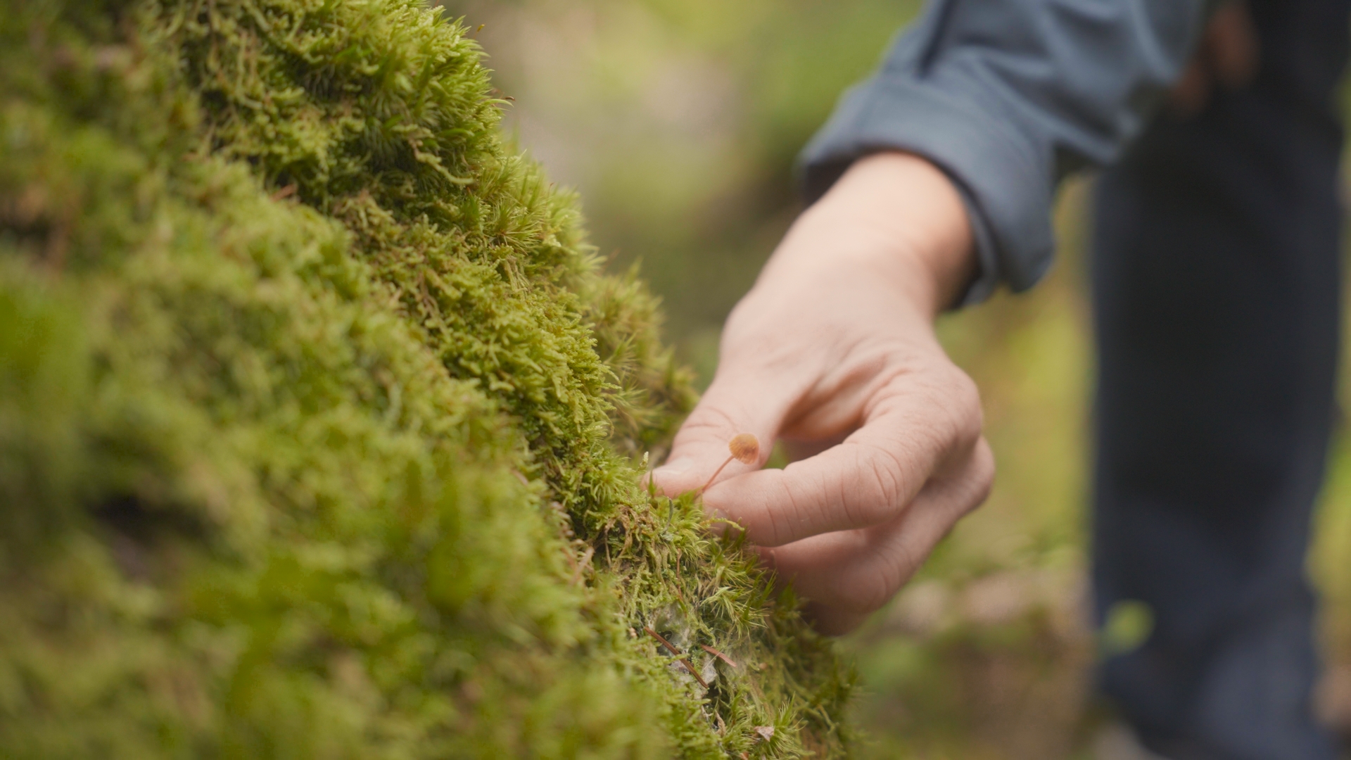Nahaufnahme: Eine Hand berührt einen Stein, der mit Moos bedeckt ist. Foto: Juliane Schrempp