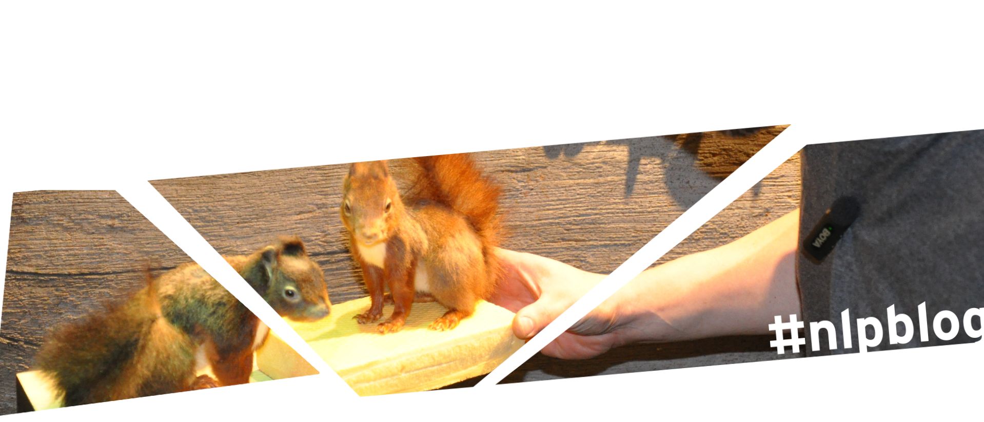 Auf einem Podest steht ein künstliches Eichhörnchen. Ein Mann ersetzt dieses Eichhörnchen durch ein neues. Foto: Iris Lemanczyk