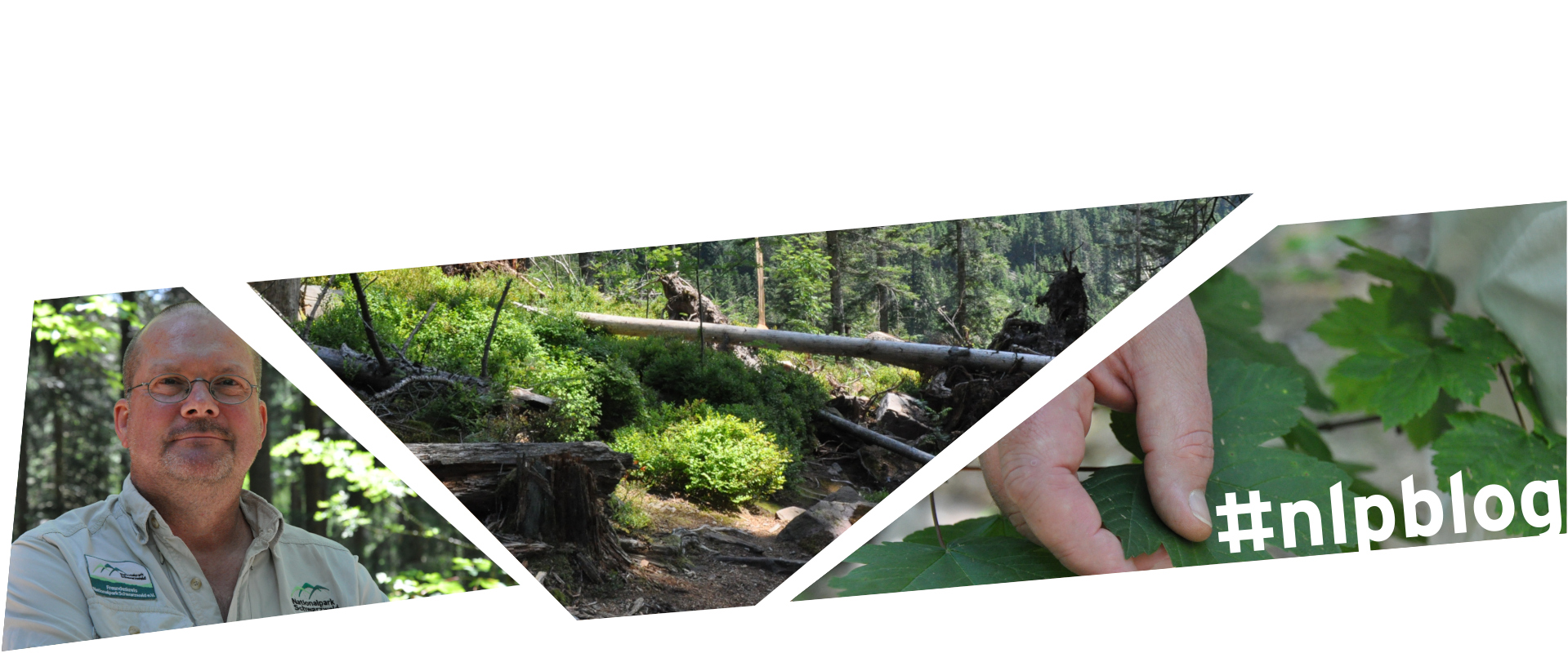 Collage aus drei Bildern: Ein Mann in beigem Hemd mit gekreuzten Armen, Wald im Hintergrund. Eine Hand berührt ein grünes Blatt. Landschaftsbild Wald mit Totholz. Fotos: Nina Blazon 