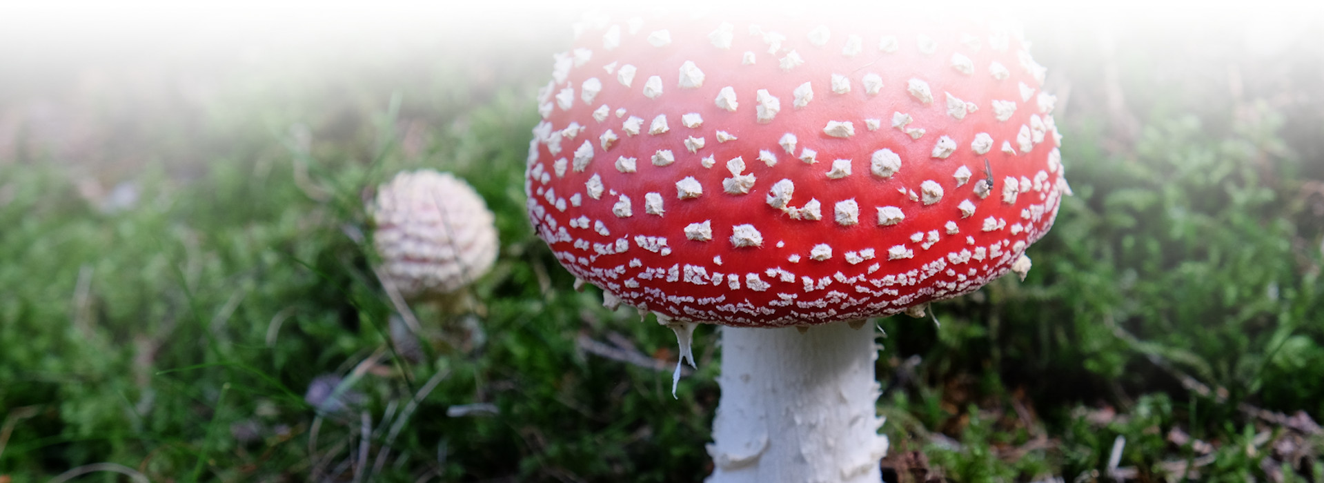Ein roter Pilz mit weißen Punkten, im Hintergrund ist ein weißer Pilz zu sehen. Foto: Walter Finkbeiner