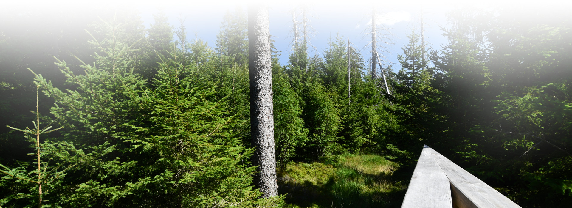 Ausblick in Wald mit Nadelbäumen und abgestorbenen grauen Fichten 