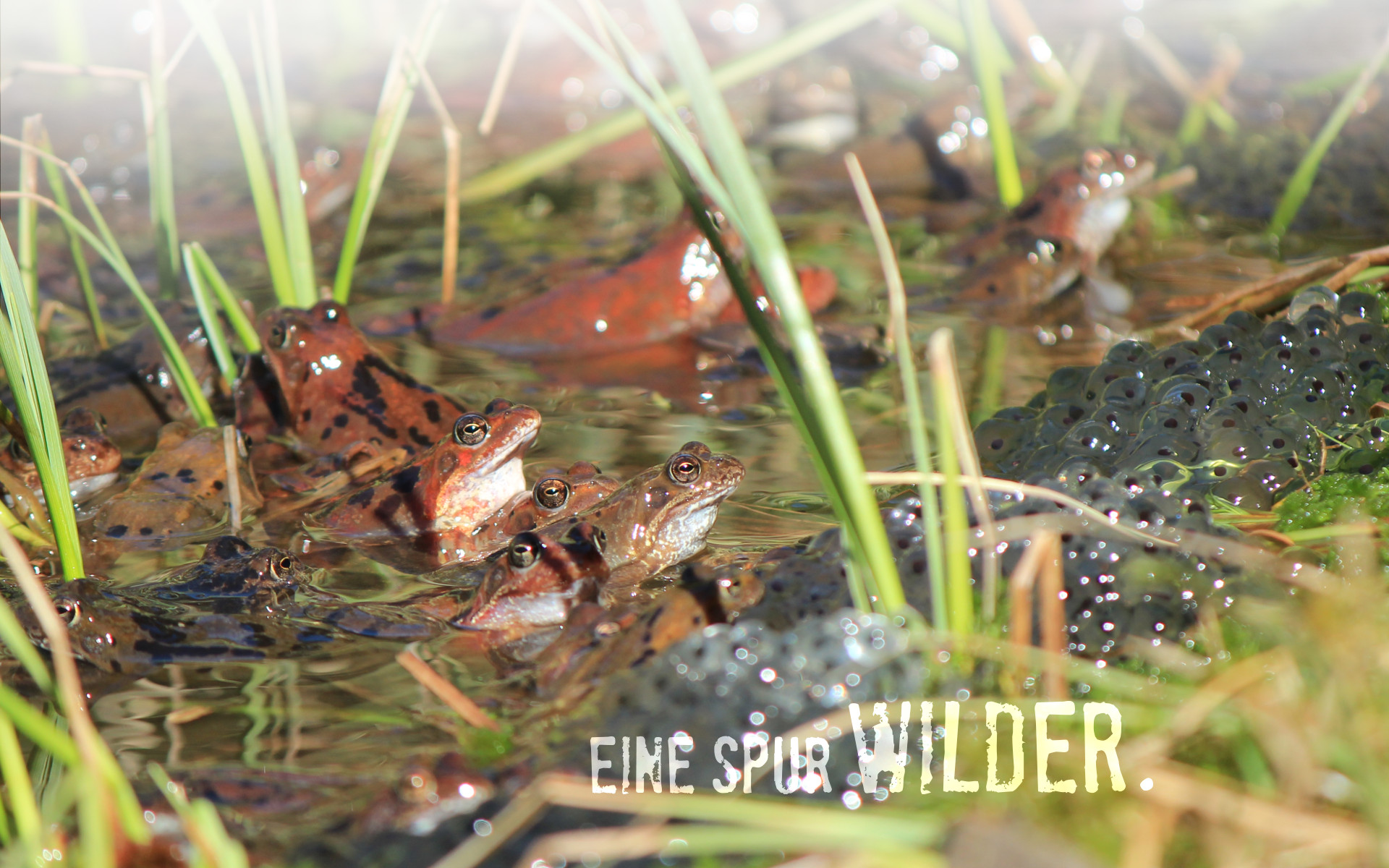 Amphibien wandern jetzt