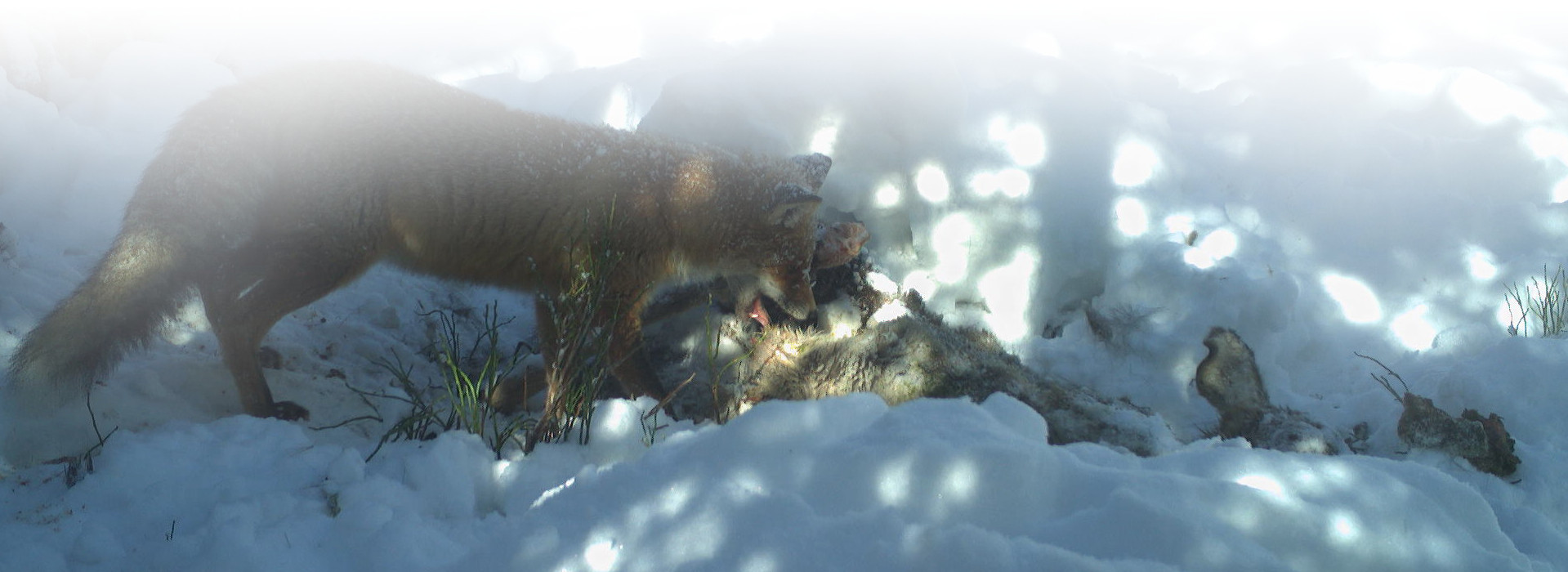 Ein Fuchs frisst an einem toten Tier im Schnee. Fotofallenbild aus dem Nationalpark Schwarzwald